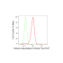 KD-Validated HDAC6 Rabbit mAb (20 μl)