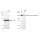 KD-Validated HDAC6 Rabbit mAb (20 μl)