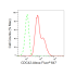 KD-Validated CDC42 Rabbit mAb (20 μl)
