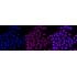 KD-Validated CDC42 Rabbit mAb (20 μl)