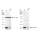 KD-Validated Galectin 1 Rabbit mAb (20 μl)