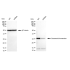 KD-Validated GSC Rabbit mAb (20 μl)