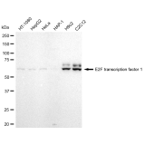 KD-Validated E2F1 Rabbit mAb (20 μl)