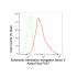 KD-Validated EEF2 Rabbit mAb (20 μl)