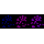 KD-Validated EEF2 Rabbit mAb (20 μl)