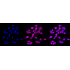 KD-Validated EEF2 Rabbit mAb (20 μl)