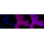 KD-Validated MLD Rabbit mAb (20 μl)