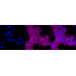 KD-Validated MLD Rabbit mAb (20 μl)