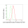 KD-Validated CDK16 Rabbit mAb (20 μl)