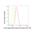 KD-Validated CDK16 Rabbit mAb (20 μl)