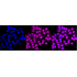 KD-Validated CDK16 Rabbit mAb (20 μl)