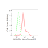 KD-Validated GATAD2A Rabbit mAb (20 μl)