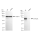 KD-Validated GATAD2A Rabbit mAb (20 μl)