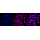 KD-Validated FDPS Rabbit mAb (20 μl)