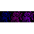KD-Validated FDPS Rabbit mAb (20 μl)