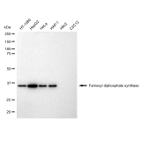 KD-Validated FDPS Rabbit mAb (20 μl)