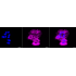 KD-Validated EGFR Rabbit mAb (20 μl)