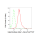 KD-Validated GLB1 Rabbit mAb (20 μl)