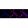 KD-Validated GLB1 Rabbit mAb (20 μl)