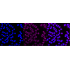 KD-Validated PDCE2 Rabbit mAb (20 μl)