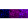 KD-Validated Fibronectin 1 Rabbit mAb (20 μl)