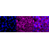 KD-Validated Fibronectin 1 Rabbit mAb (20 μl)