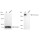 KD-Validated Fibronectin 1 Rabbit mAb (20 μl)