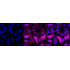 KD-Validated DNAJC12 Rabbit mAb (20 μl)