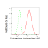 KD-Validated FOXO4 Rabbit mAb (20 μl)