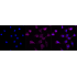KD-Validated FOXO4 Rabbit mAb (20 μl)