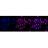 KD-Validated FTH1 Rabbit mAb (20 μl)