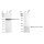 KD-Validated FTH1 Rabbit mAb (20 μl)