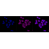KD-Validated ENGL Rabbit mAb (20 μl)