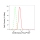 KD-Validated CD46 Rabbit mAb (20 μl)
