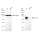 KD-Validated CD46 Rabbit mAb (20 μl)