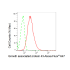 KD-Validated GAP43 Rabbit mAb (20 μl)