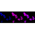 KD-Validated GAP43 Rabbit mAb (20 μl)