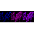 KD-Validated NF-kB p65 Rabbit mAb (20 μl)