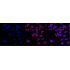 KD-Validated HDAC3 Rabbit mAb (20 μl)