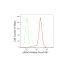 KD-Validated HDAC4 Rabbit mAb (20 μl)