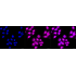 KD-Validated HDAC4 Rabbit mAb (20 μl)