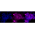 KD-Validated GLNS Rabbit mAb (20 μl)