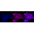 KD-Validated GLNS Rabbit mAb (20 μl)