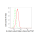 KD-Validated GNB2 Rabbit mAb (20 μl)
