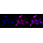 KD-Validated IRAK3 Rabbit mAb (20 μl)