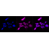KD-Validated IRAK3 Rabbit mAb (20 μl)