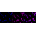 KD-Validated GAQ Rabbit mAb (20 μl)