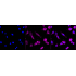 KD-Validated GAQ Rabbit mAb (20 μl)