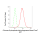 KD-Validated G6PD Rabbit mAb (20 μl)