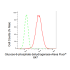 KD-Validated G6PD Rabbit mAb (20 μl)